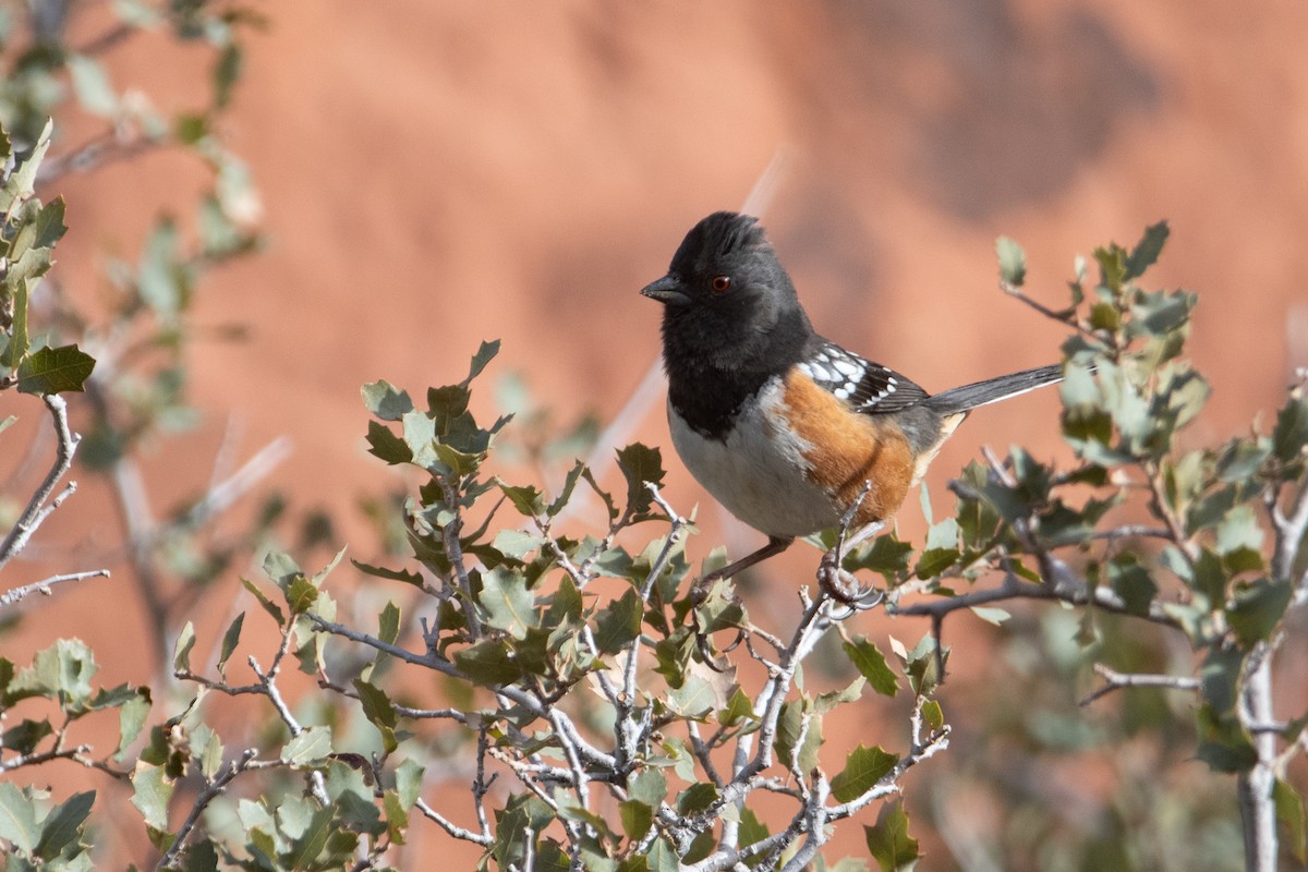 Spotted Towhee - ML631592884