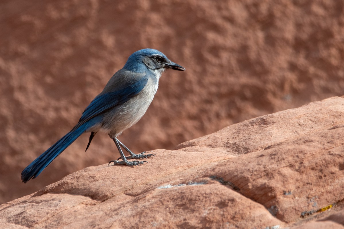 Woodhouse's Scrub-Jay - ML631592885