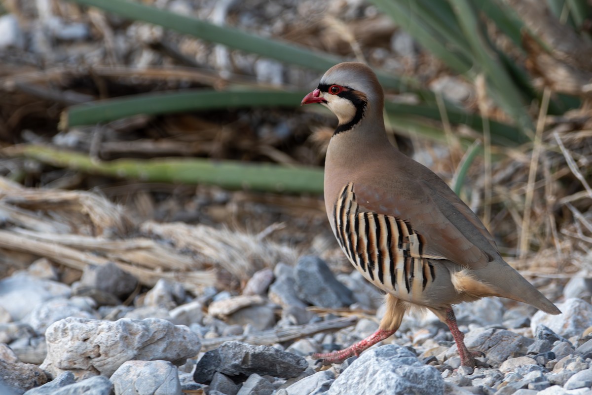 Chukar - ML631592890