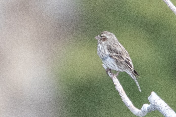 Cassin's Finch - ML631592901