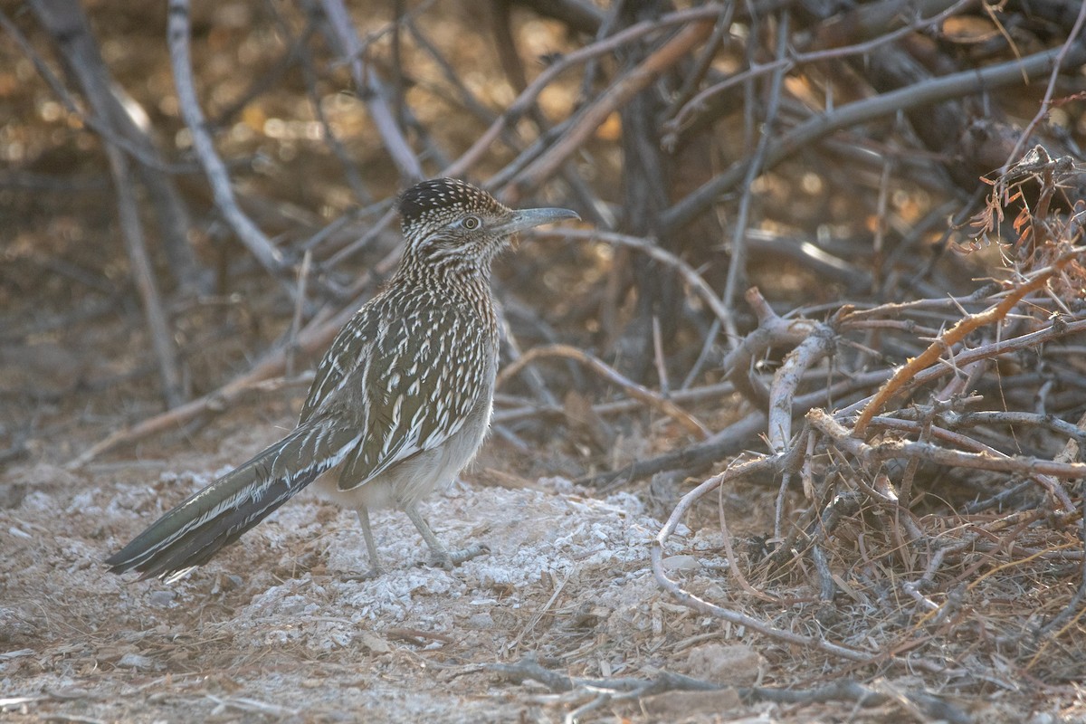 Greater Roadrunner - ML631592907