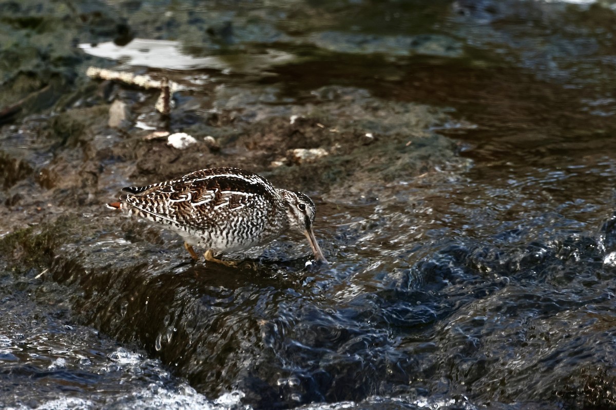 Solitary Snipe - ML631592978