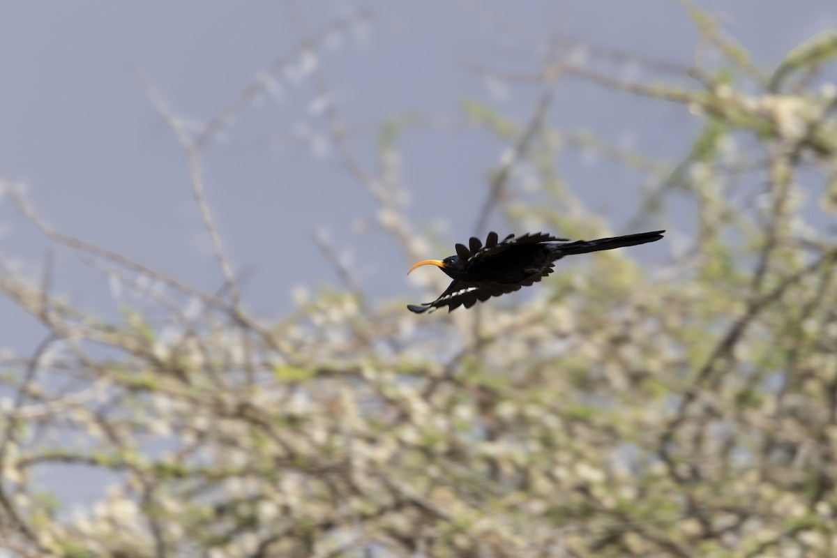 Abyssinian Scimitarbill - ML631593126