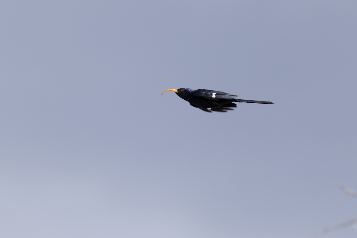 Abyssinian Scimitarbill - ML631593127