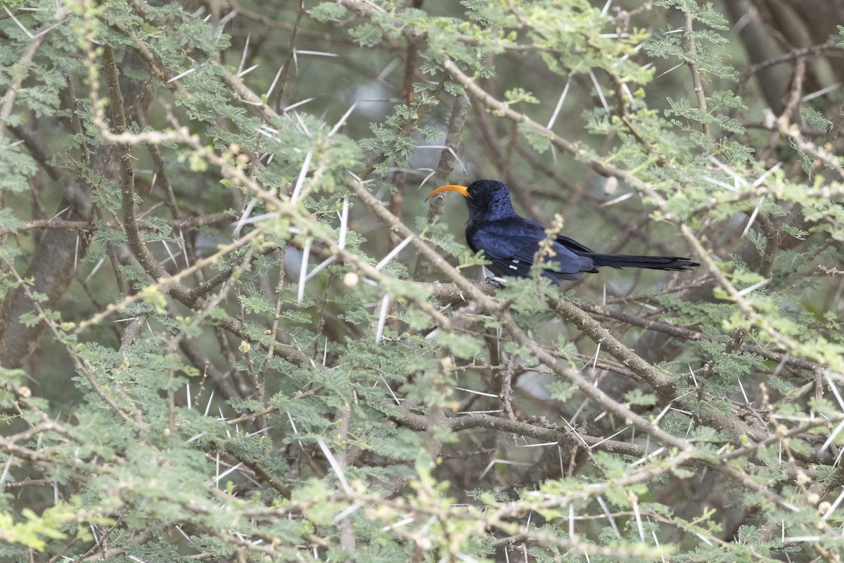 Abyssinian Scimitarbill - ML631593128