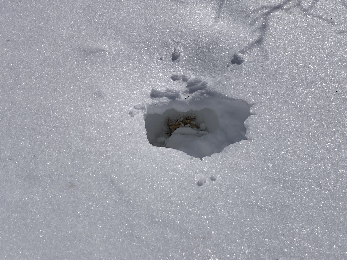 Willow Ptarmigan - ML631593173