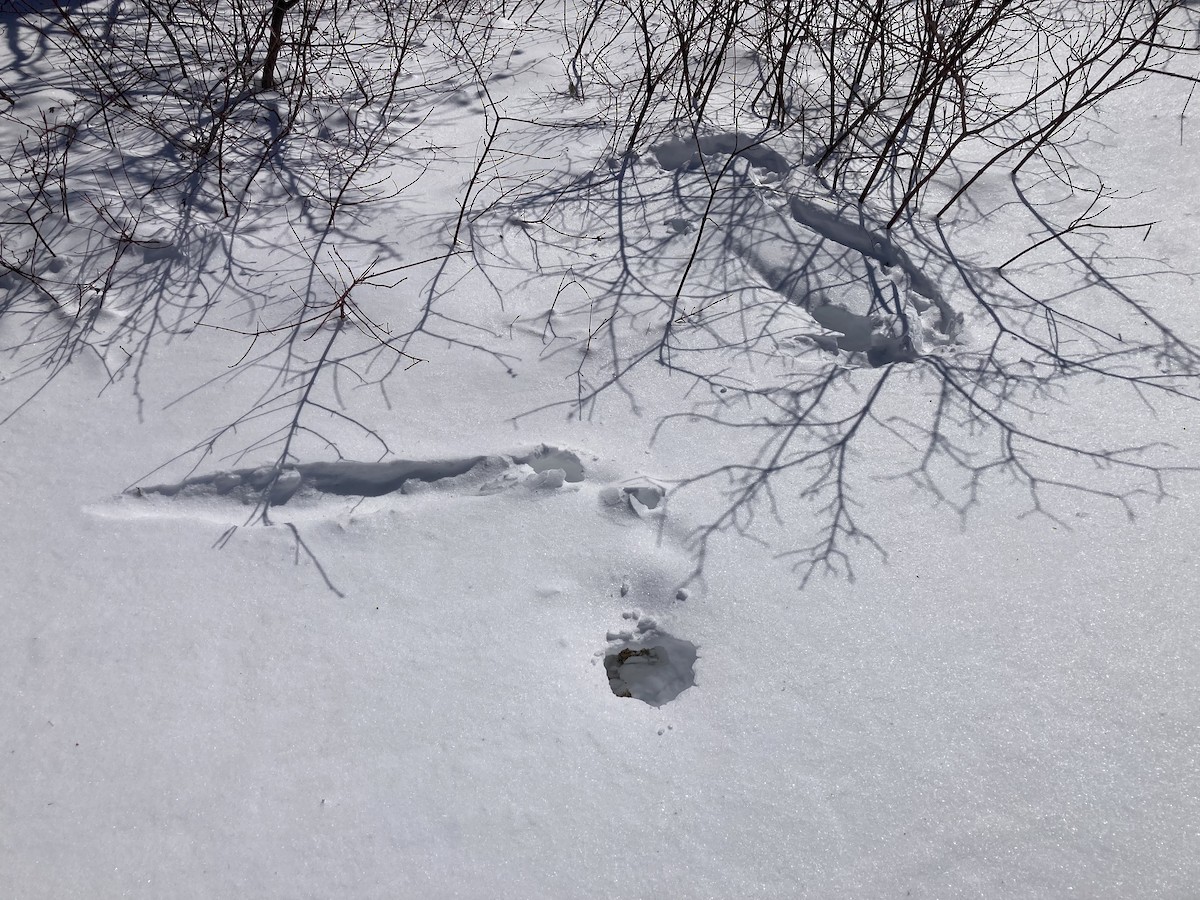 Willow Ptarmigan - ML631593174