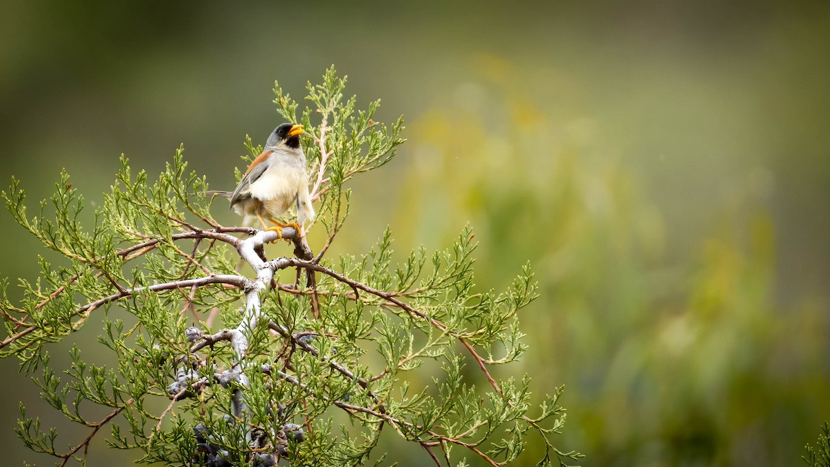 Buff-bridled Inca-Finch - ML631593261