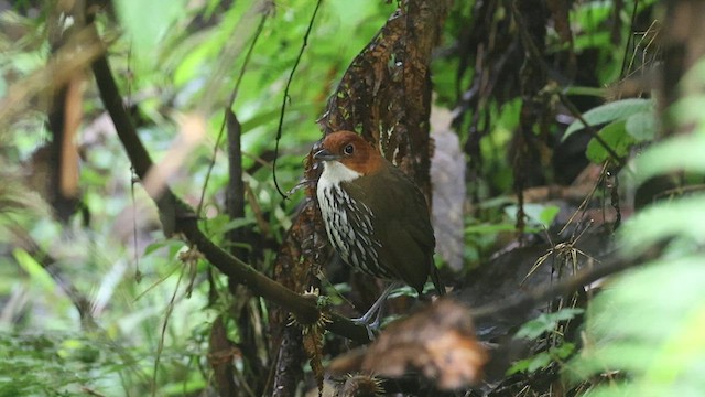 Chestnut-crowned Antpitta - ML631593602