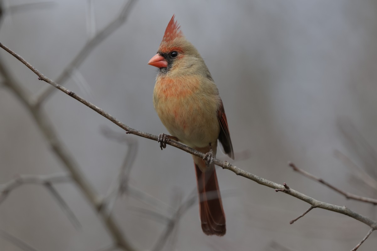 Northern Cardinal - ML631593636