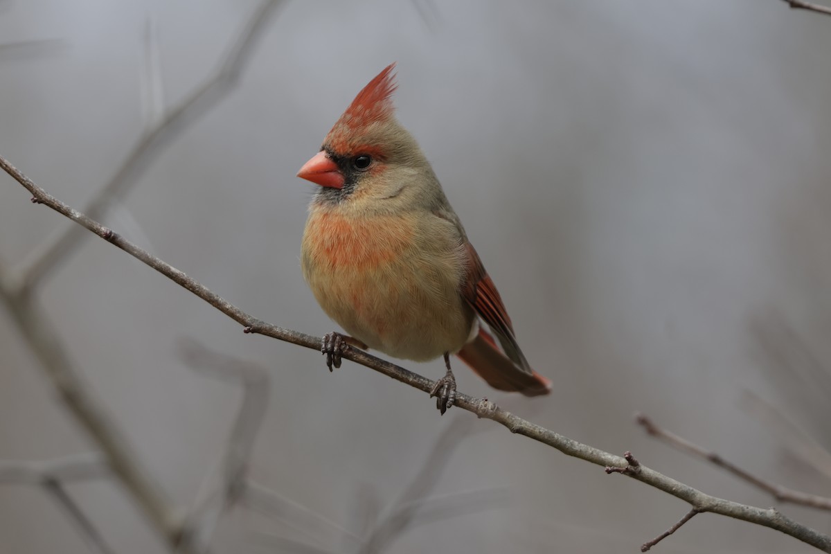 Northern Cardinal - ML631593637