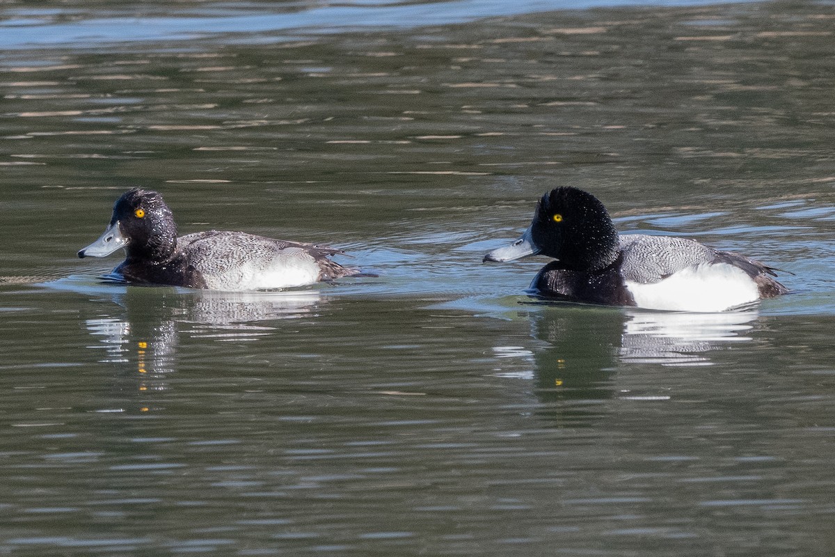 Greater Scaup - ML631593664