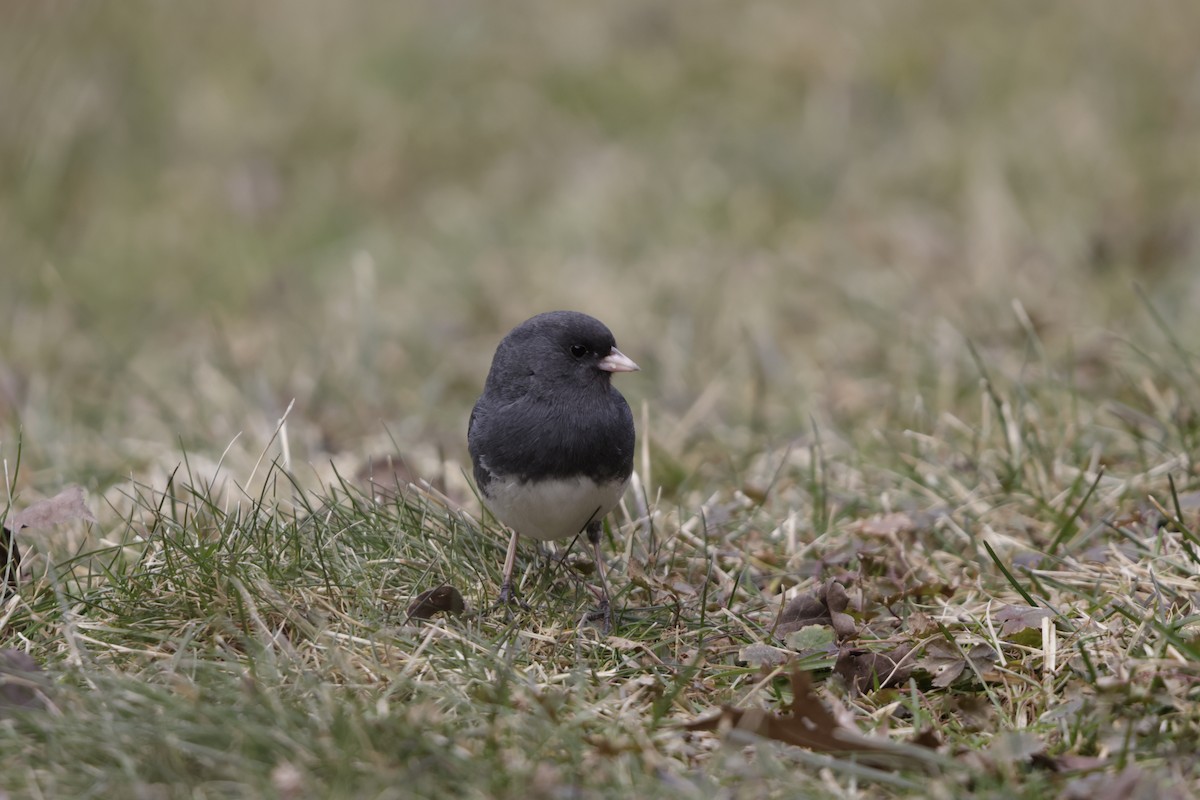 Dark-eyed Junco - ML631593675