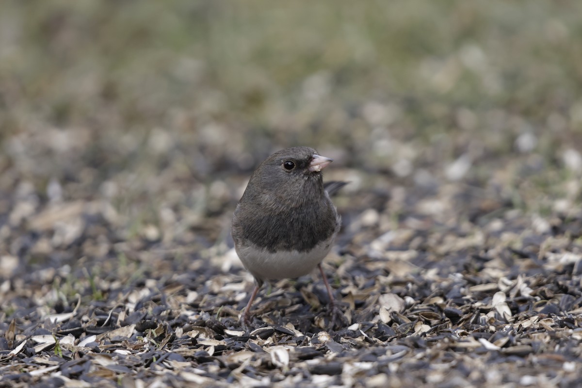 Dark-eyed Junco - ML631593717