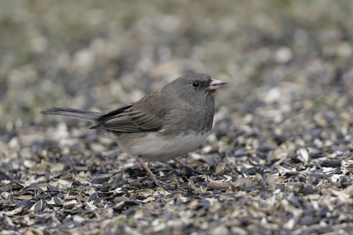 Dark-eyed Junco - ML631593733