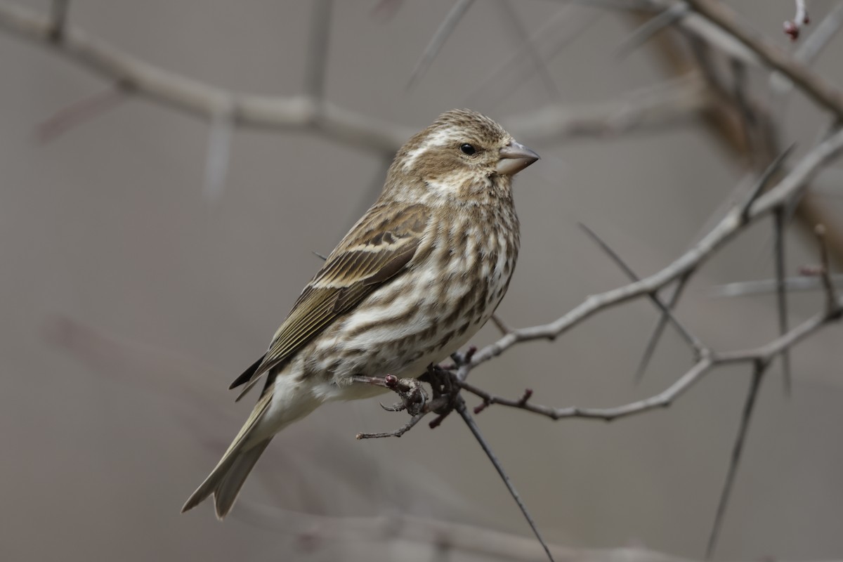 Purple Finch - ML631593741