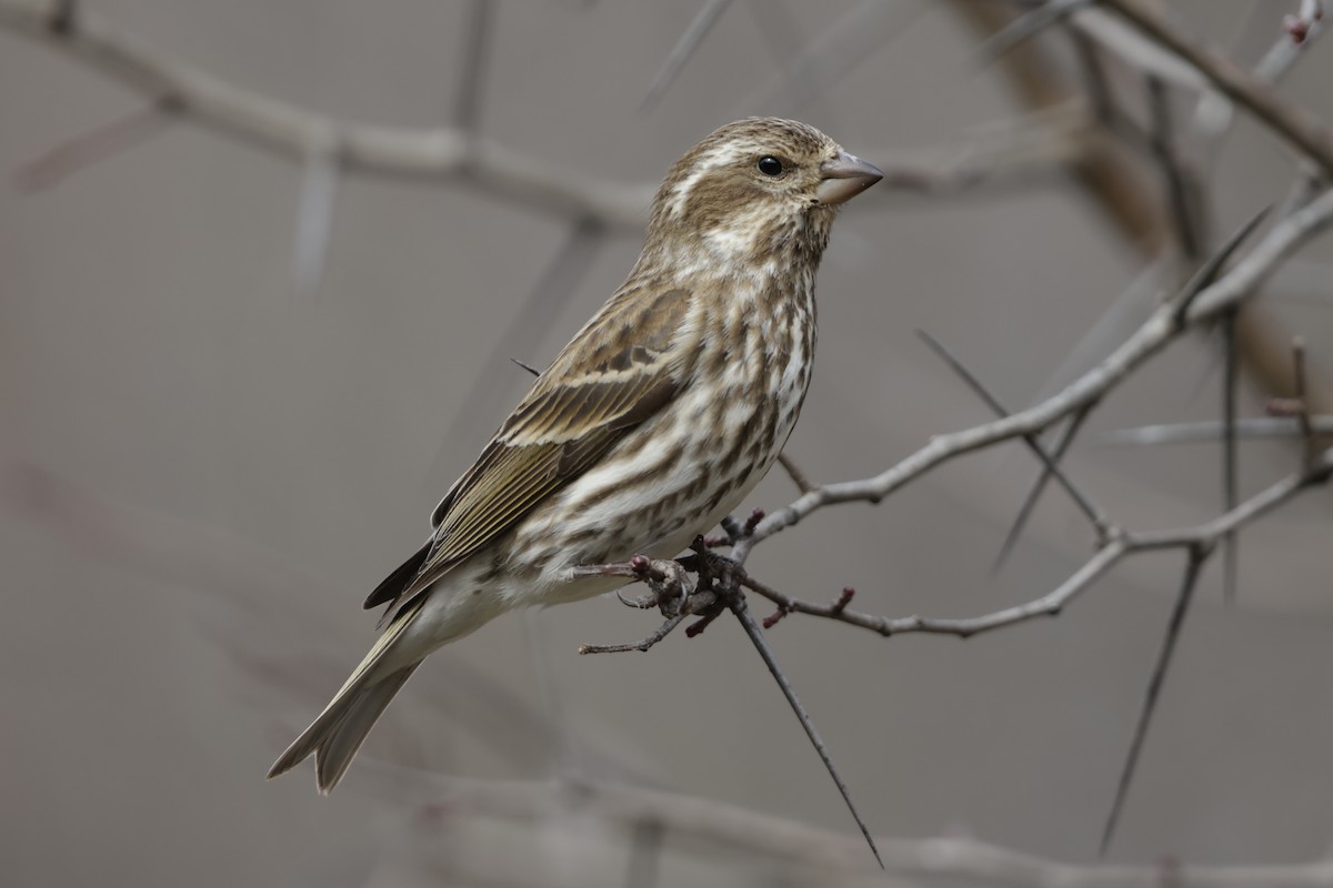 Purple Finch - ML631593752