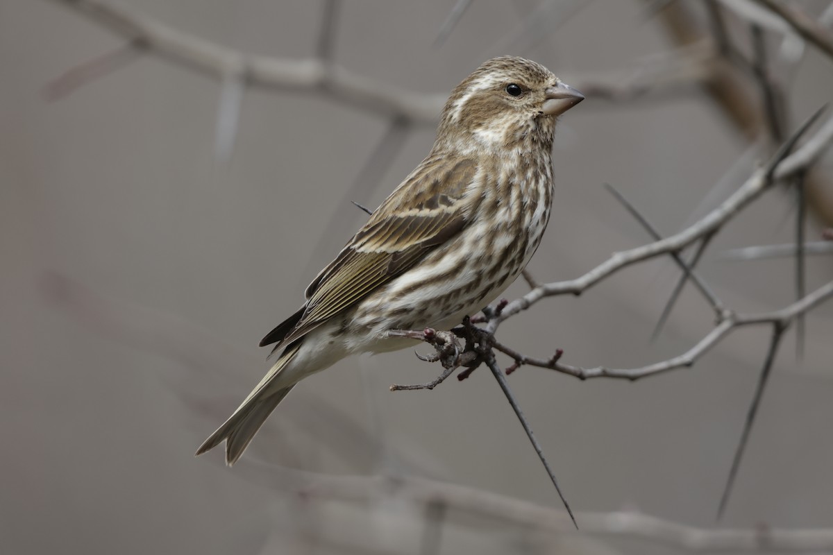 Purple Finch - ML631593762
