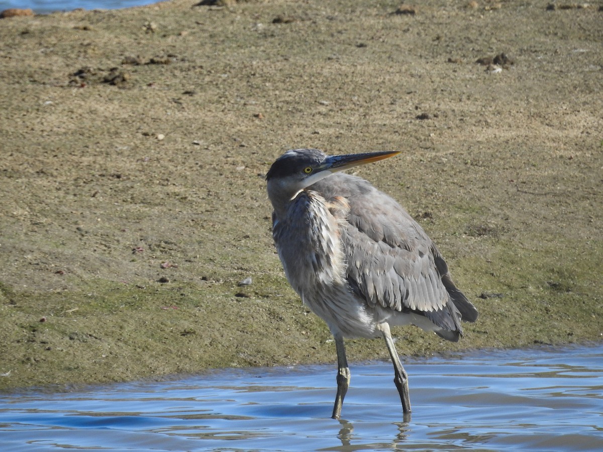 Great Blue Heron - ML631593788