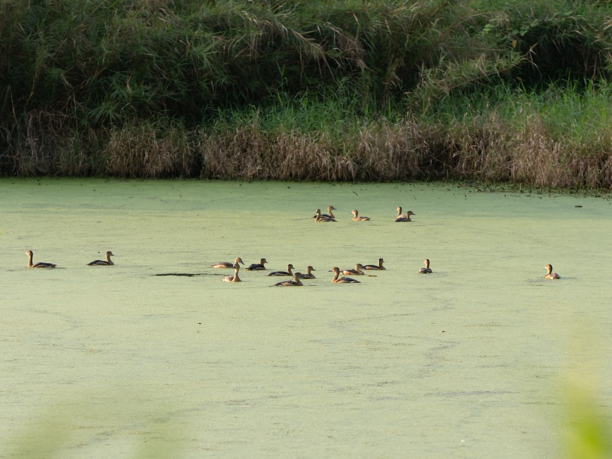 husička malá - ML631593793