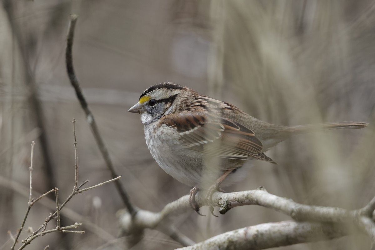 White-throated Sparrow - ML631593794