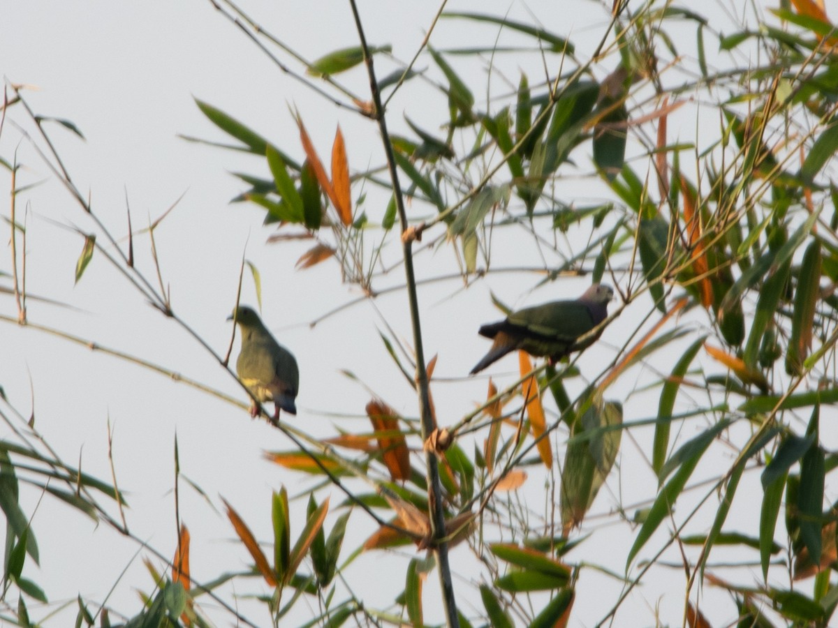 holub papouščí - ML631593801