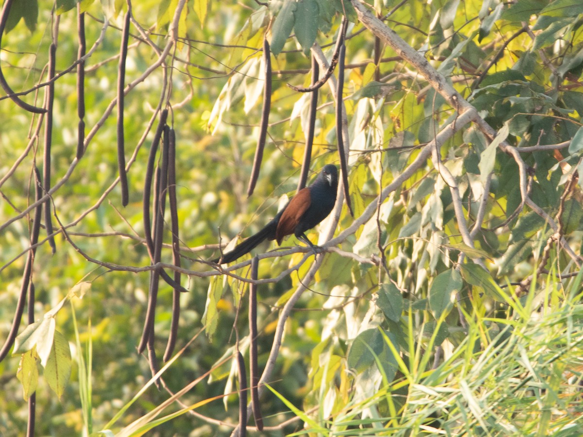 kukačka vraní - ML631593804