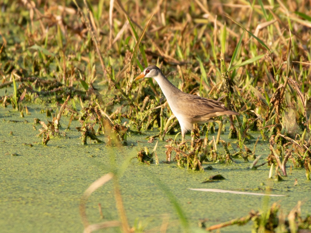 chřástal popelavý - ML631593805