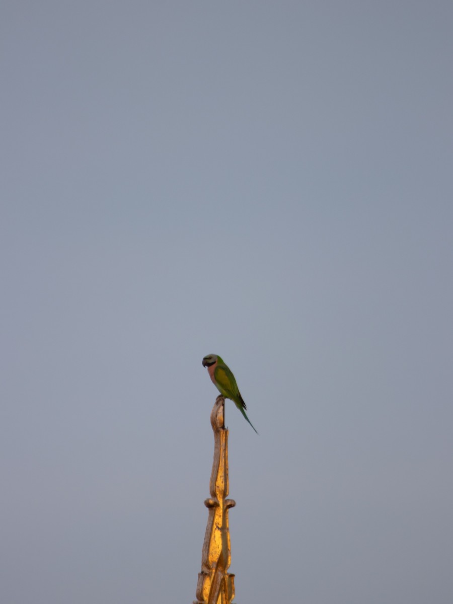 alexandr růžovoprsý - ML631593840