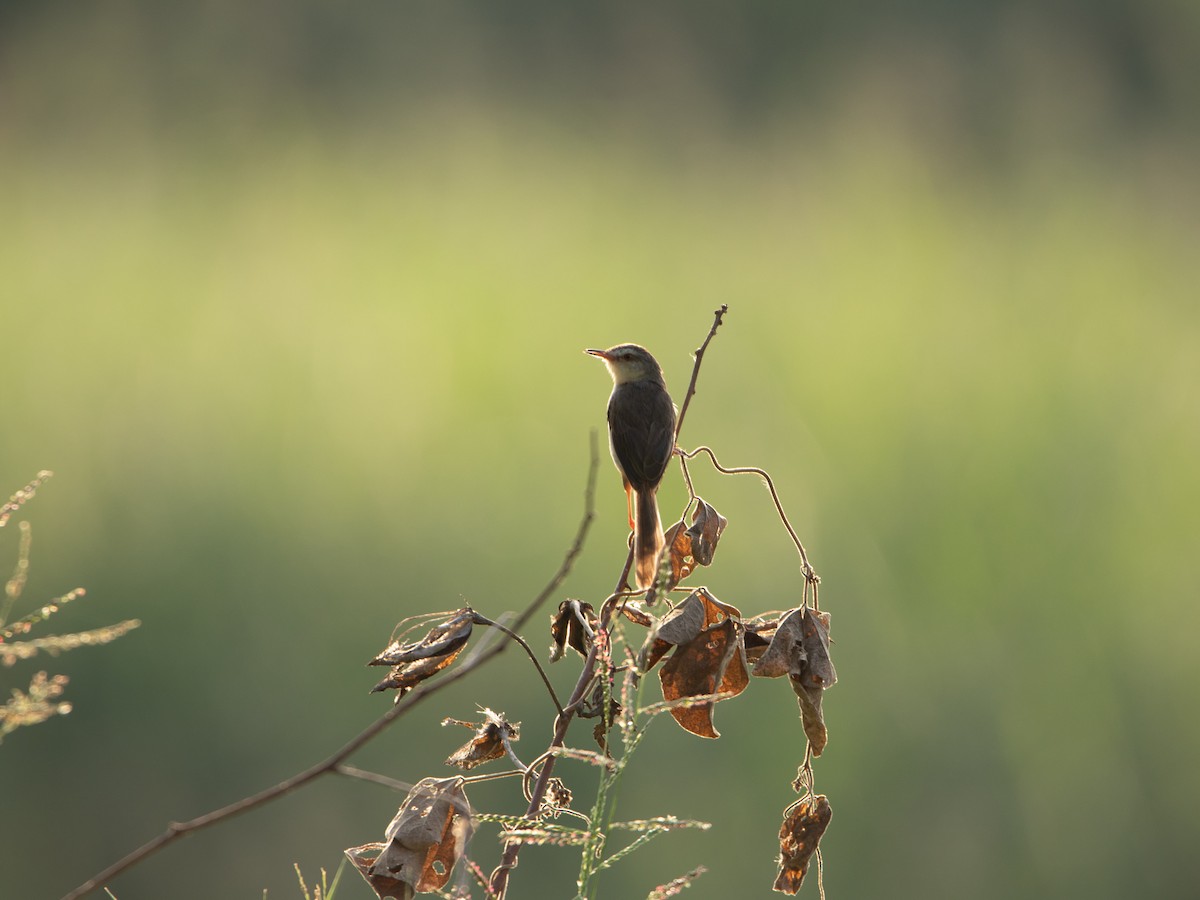 Plain Prinia - ML631593845