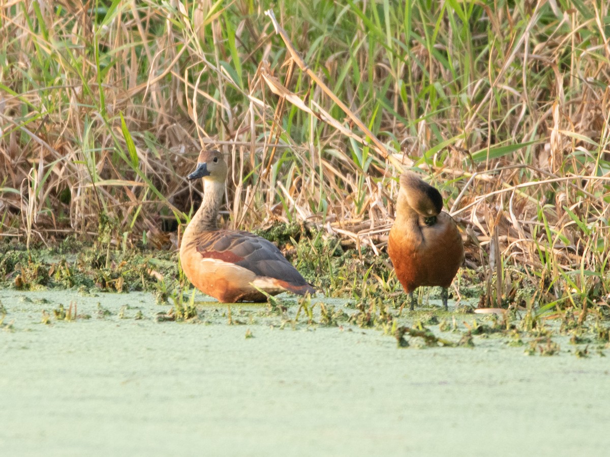 husička malá - ML631593877