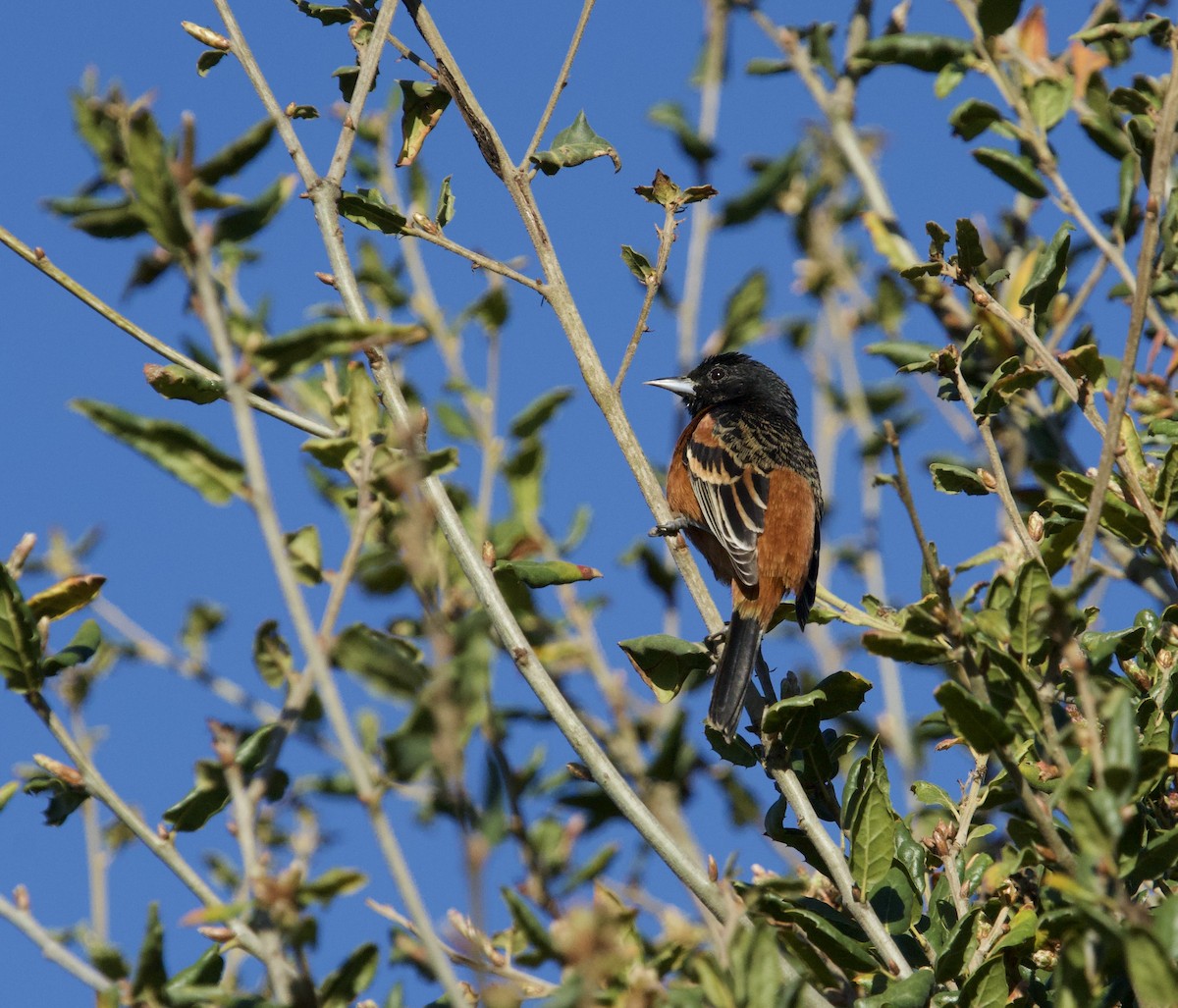 Orchard Oriole - ML631593880