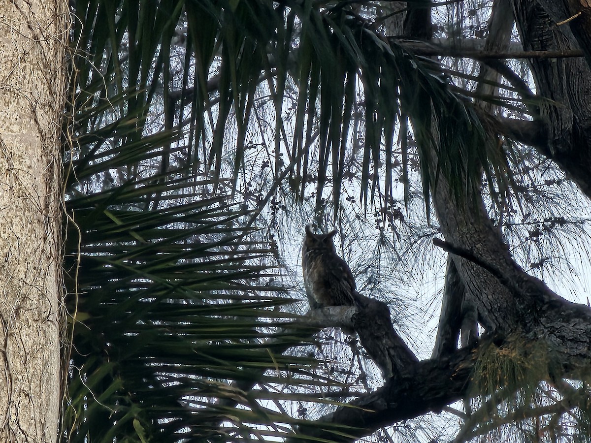 Great Horned Owl - ML631593954