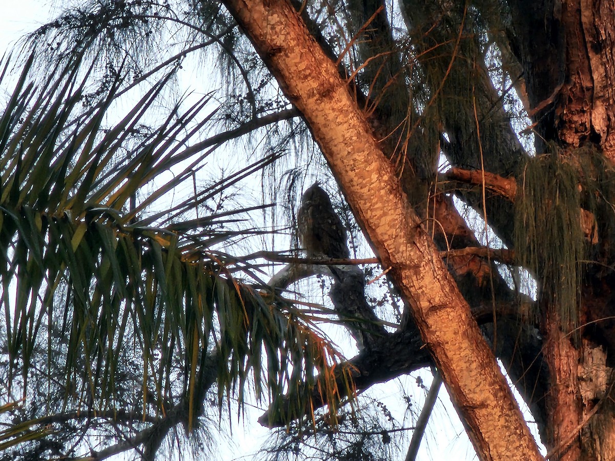 Great Horned Owl - ML631593955