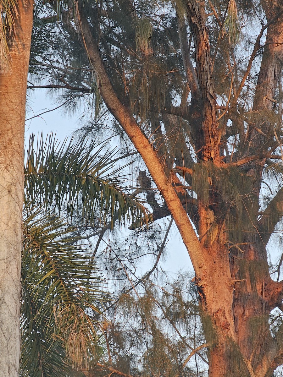 Great Horned Owl - ML631593956