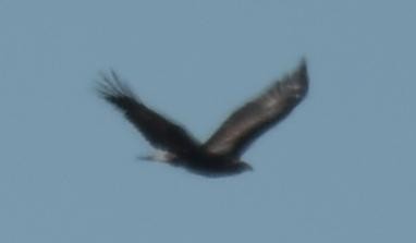 Golden Eagle - ML631593974