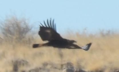 Golden Eagle - ML631593975