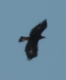 Golden Eagle - ML631593976