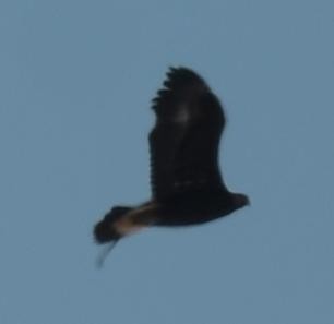 Golden Eagle - ML631593977