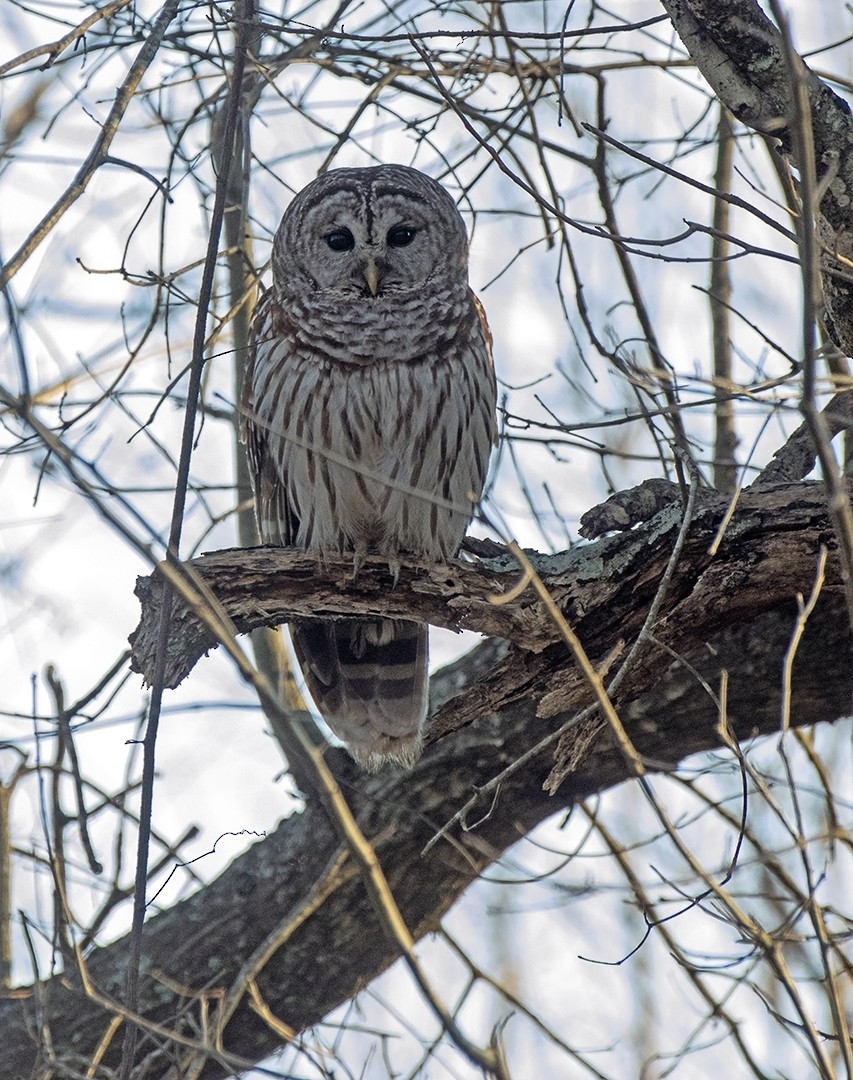 Barred Owl - ML631593984