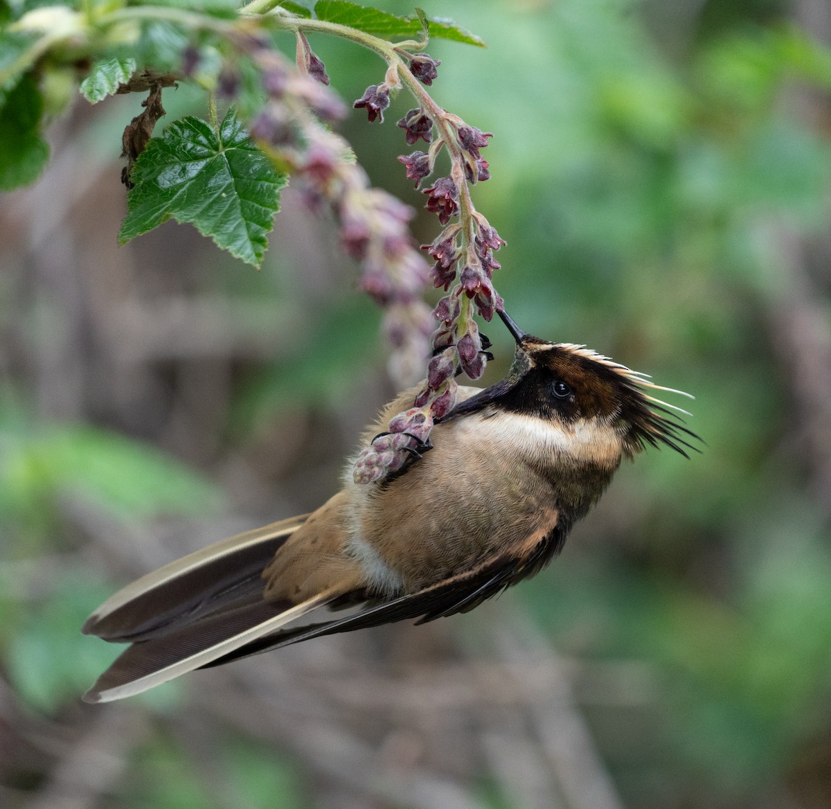 Buffy Helmetcrest - ML631594208