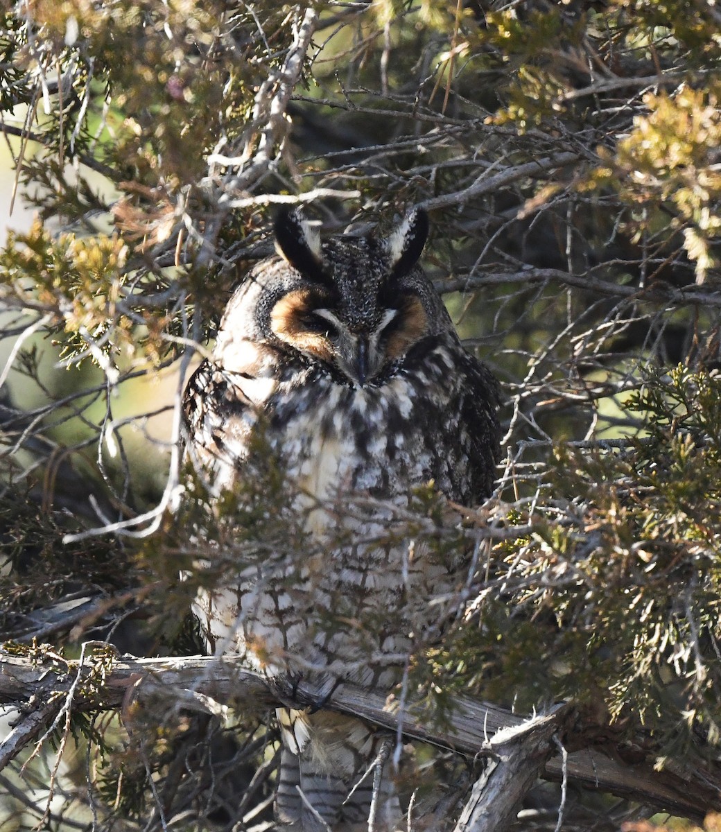 Long-eared Owl - ML631594346