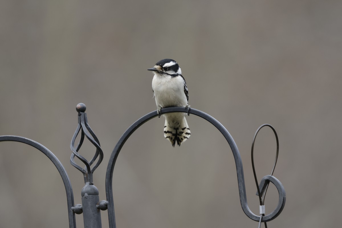 Downy Woodpecker - ML631594540