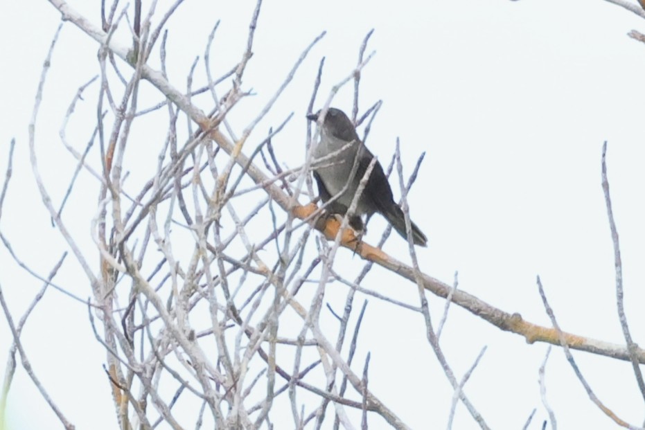 Campina Thrush - ML631594782