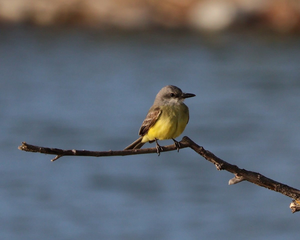 Tropical Kingbird - ML631594849