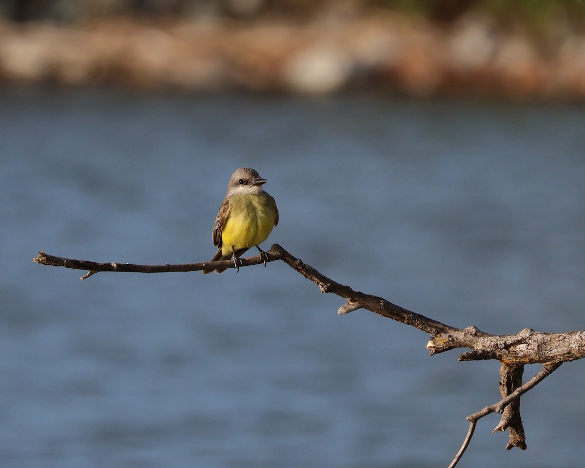 Tropical Kingbird - ML631594850