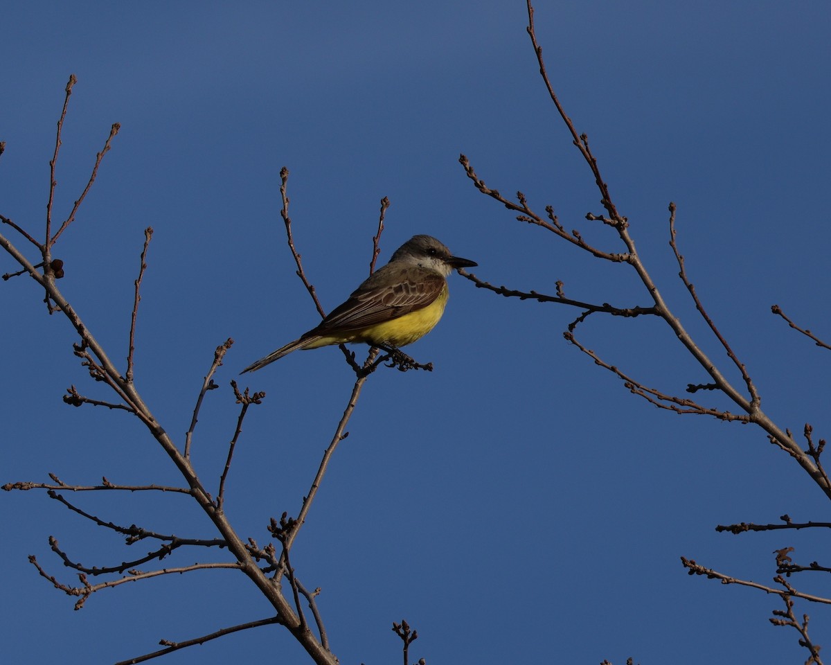 Tropical Kingbird - ML631594851