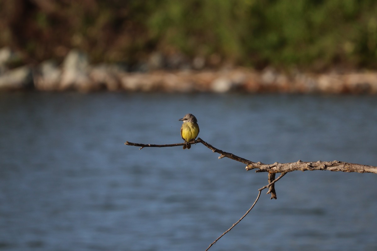 Tropical Kingbird - ML631594853