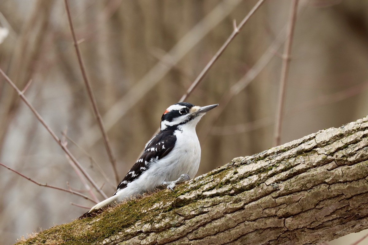 Hairy Woodpecker - ML631594896