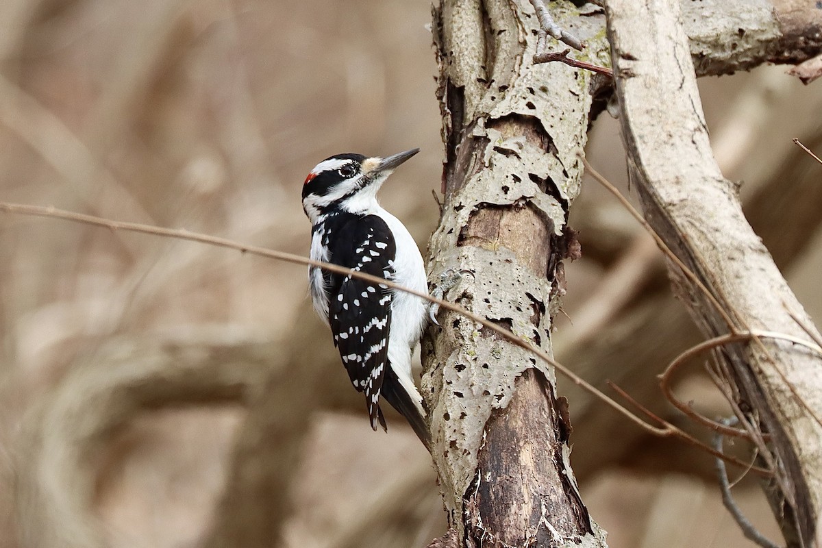 Hairy Woodpecker - ML631594920